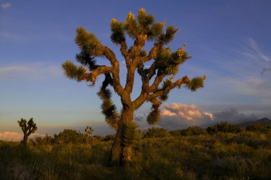 Joshua Tree