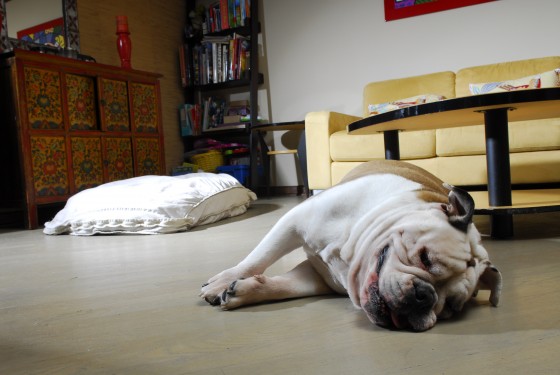 Photo 81 by Roy Caratozzolo for Pet Photography