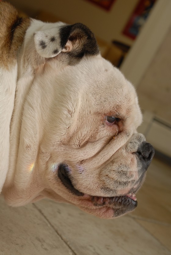 Photo 108 by Roy Caratozzolo for Pet Photography