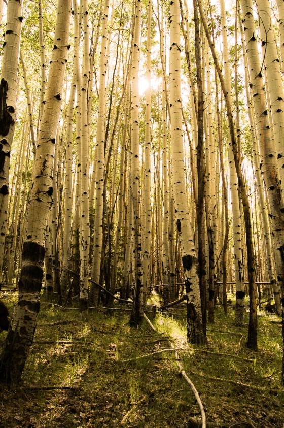 Photo 15 by Dream Lenz Photography for Mother nature