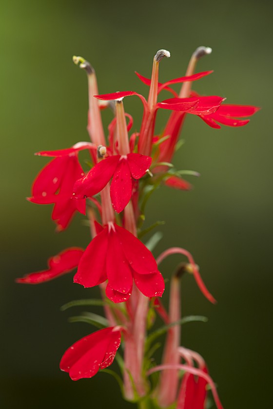 Cardinal Flower