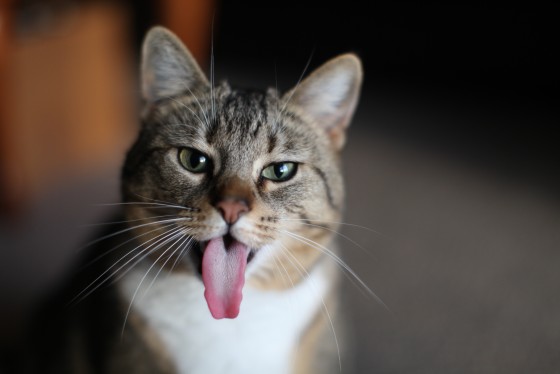 Photo 1 by Retrospect Designs for Pets