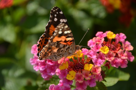 Photo 6 by Darnitra Jackson for Nature