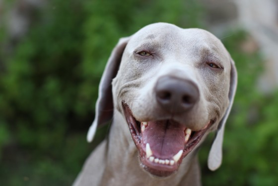 Photo 11 by Retrospect Designs for Pets