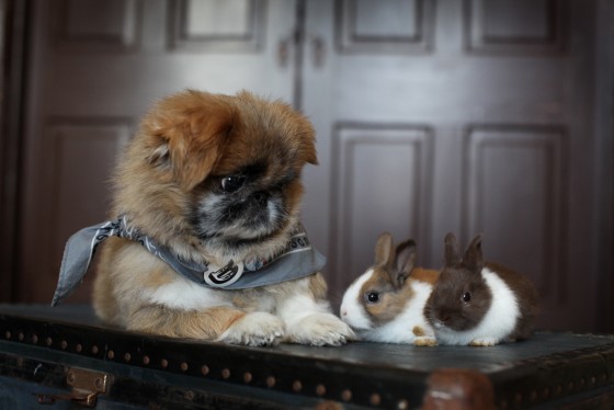 Photo 10 by Retrospect Designs for Pets