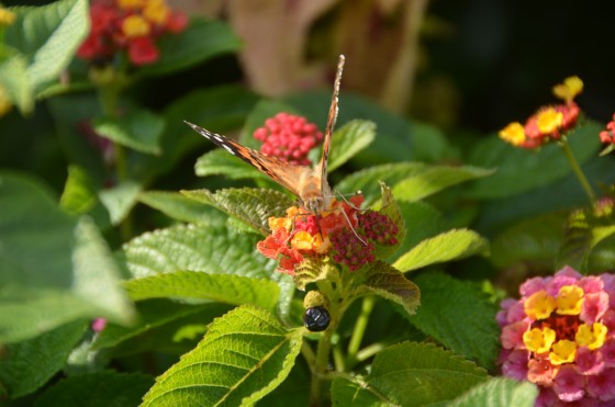 Photo 4 by Darnitra Jackson for Nature