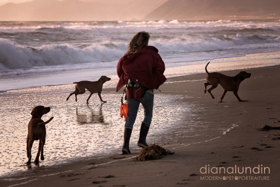 Photo 26 by Diana Lundin for Pet Photography