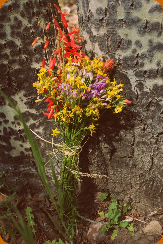 Photo 17 by Dream Lenz Photography for Mother nature
