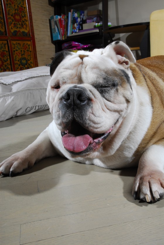 Photo 119 by Roy Caratozzolo for Pet Photography
