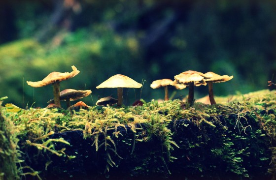Photo 9 by Dream Lenz Photography for Mother nature