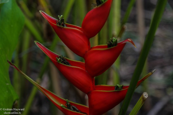 Naples Botanical gardens, Naples Florida