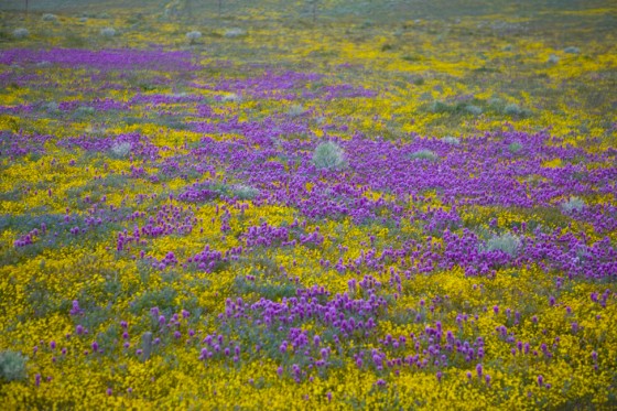 California Wild Flowers
