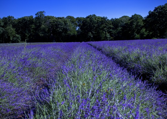 Photo 3 by Caslin for Landscape