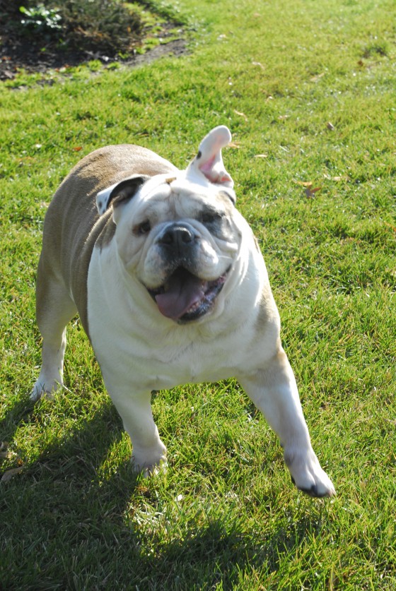 Photo 101 by Roy Caratozzolo for Pet Photography