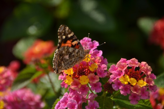 Photo 3 by Darnitra Jackson for Nature