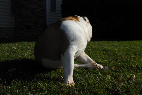 Photo 95 by Roy Caratozzolo for Pet Photography