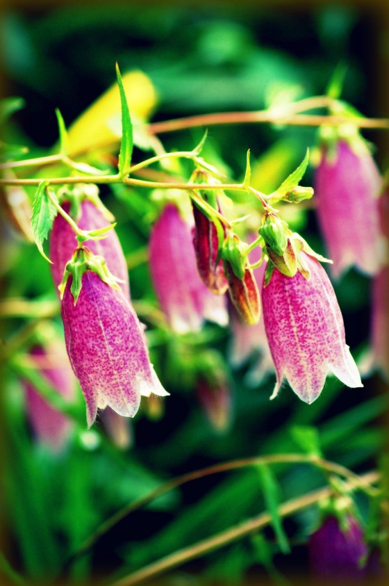 Photo 4 by Dream Lenz Photography for Mother nature