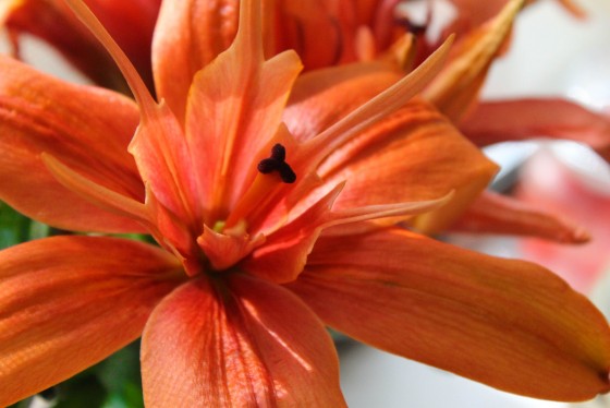 Photo 2 by Creative Maven for Nature Photography