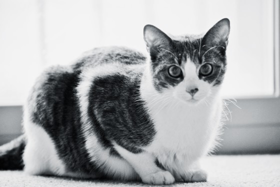 Photo 26 by Retrospect Designs for Pets