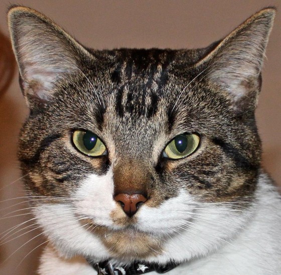 Photo 4 by MagicStar Photography of Loganville for Pet Portraits