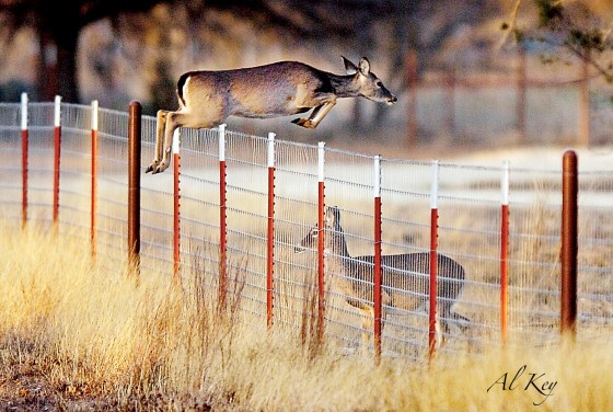 Photo 1 by Al Key Photography for Wildlife