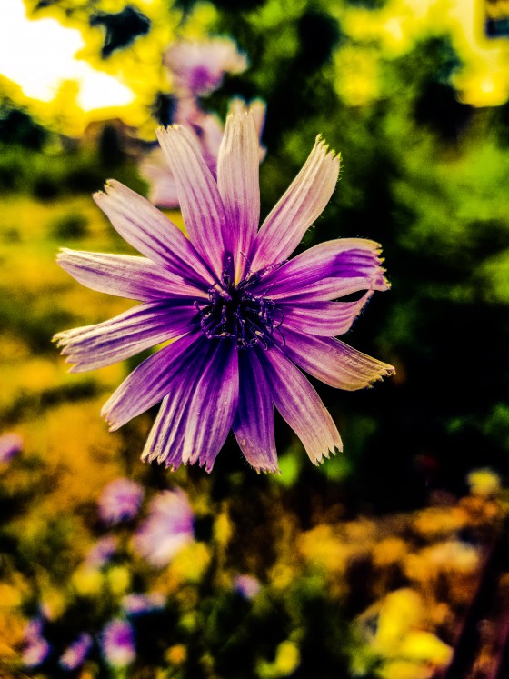 Lavender Spring