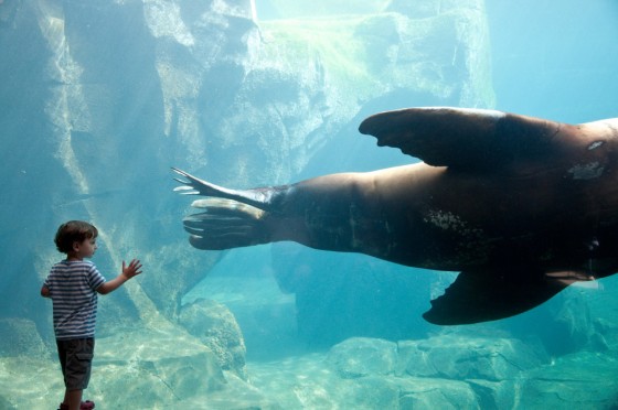 Circle of Seal in Seward, USA