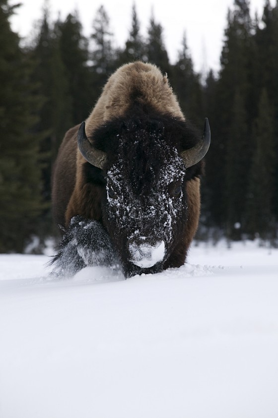 Buffalo