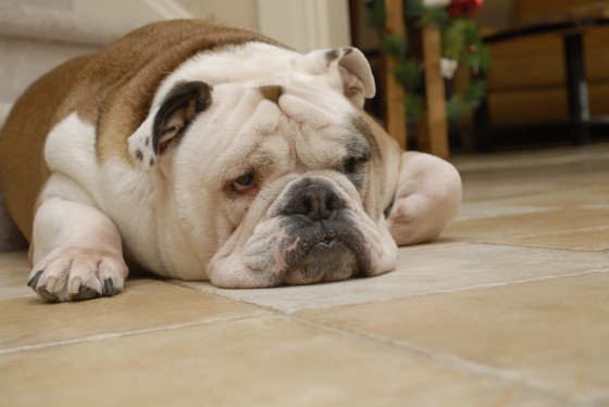 Photo 70 by Roy Caratozzolo for Pet Photography