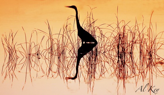 Photo 6 by Al Key Photography for Wildlife