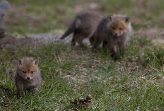 Fox Kits