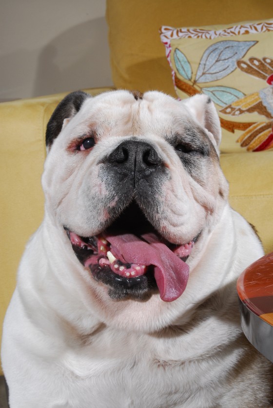Photo 56 by Roy Caratozzolo for Pet Photography