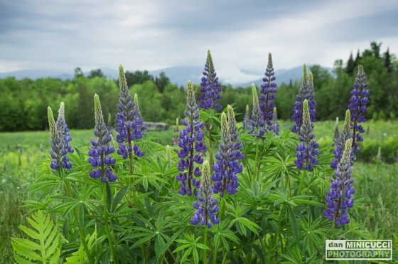 Lupine Sugar Hill, NH