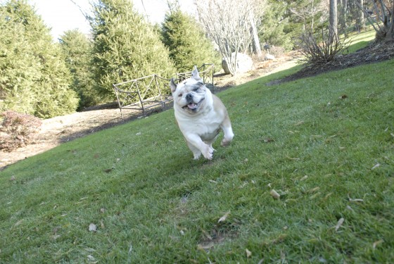 Photo 80 by Roy Caratozzolo for Pet Photography