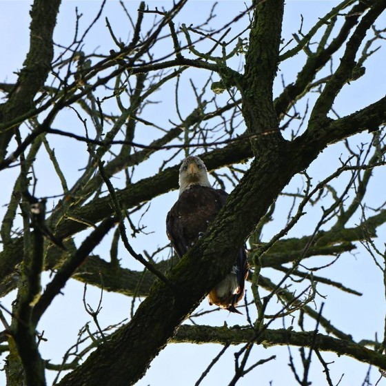 Eagle Eye
Wild Bald Eagles in Michigan