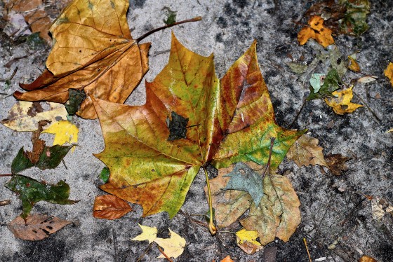 Autumn Leaves