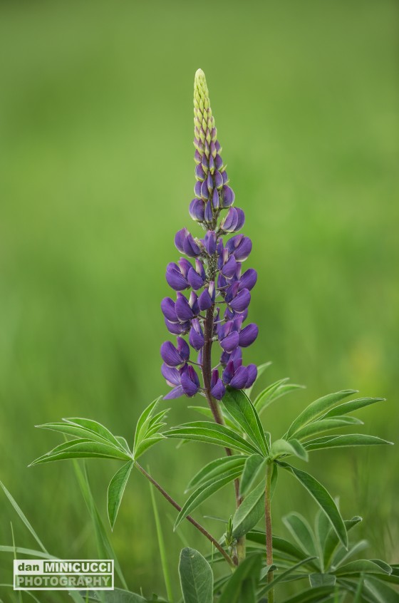Lupine Sugar Hill, NH