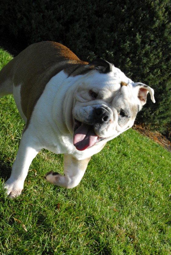 Photo 107 by Roy Caratozzolo for Pet Photography