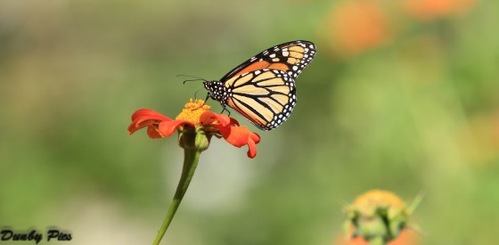 Butterflies