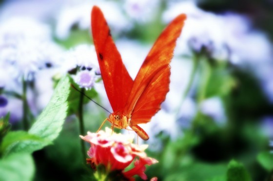 Photo 1 by Dream Lenz Photography for Mother nature