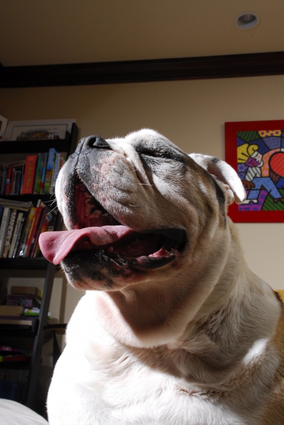 Photo 110 by Roy Caratozzolo for Pet Photography