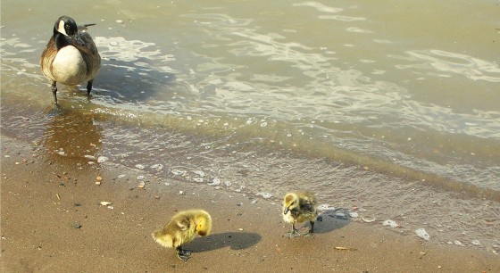 Photo 14 by Roy Caratozzolo for Pet Photography