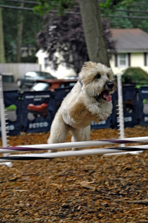 Photo 29 by Roy Caratozzolo for Pet Photography