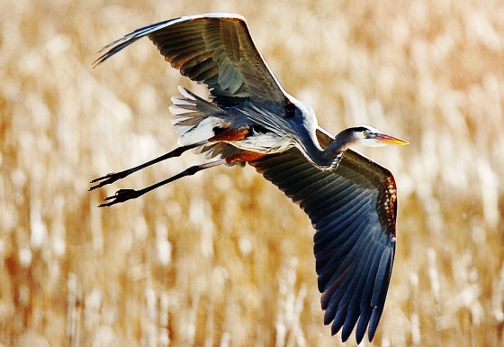 Photo 12 by Al Key Photography for Wildlife