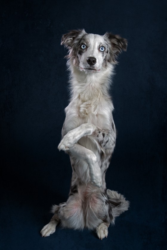 Photo 5 by Diana Lundin for Pet Photography