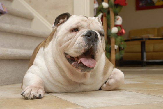 Photo 66 by Roy Caratozzolo for Pet Photography