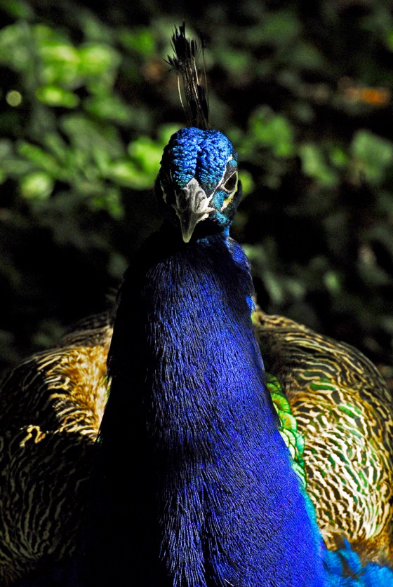 Photo 6 by Roy Caratozzolo for Pet Photography