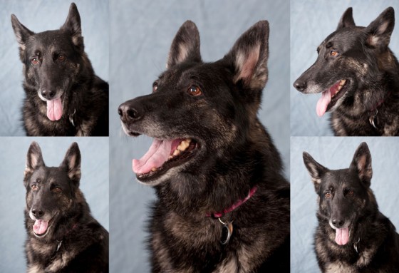 Greta is (was) a SARDOC or Search & Rescue Dog of Colorado. A brain tumor took her away from service.