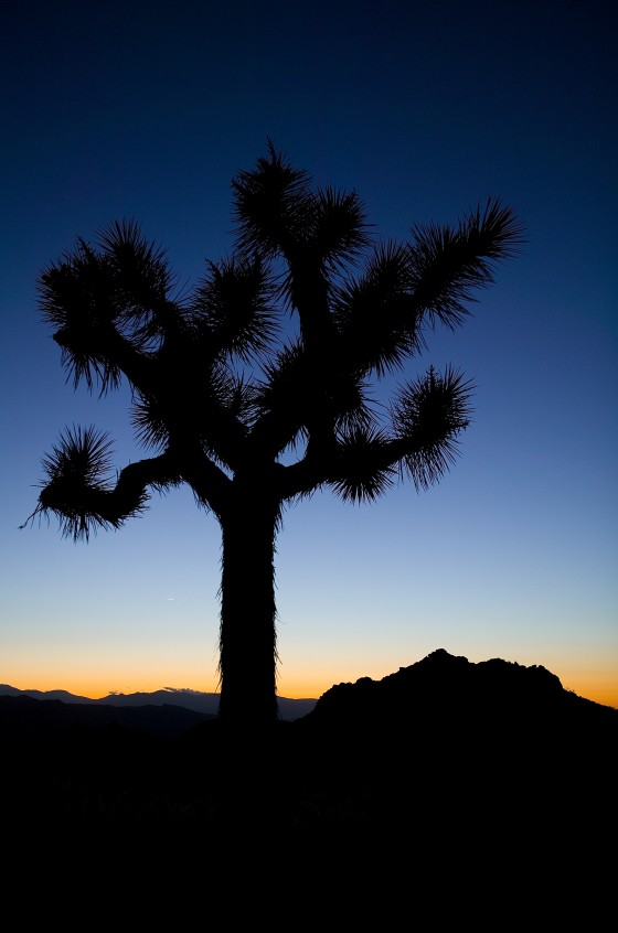 Joshua Tree