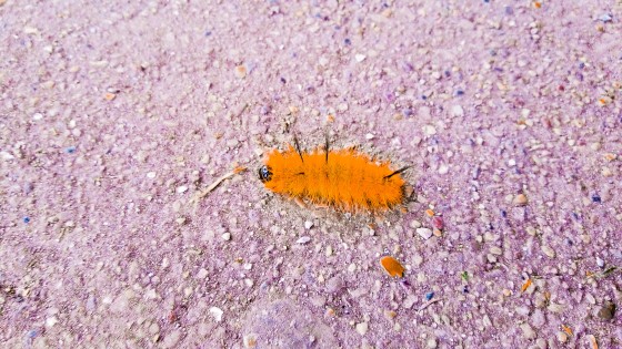 Unique Creature